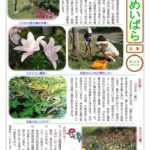 しんめいばら243号
