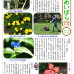しんめいばら244号