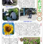 しんめいばら245号