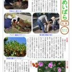 しんめいばら247号