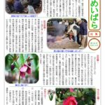 しんめいばら248号